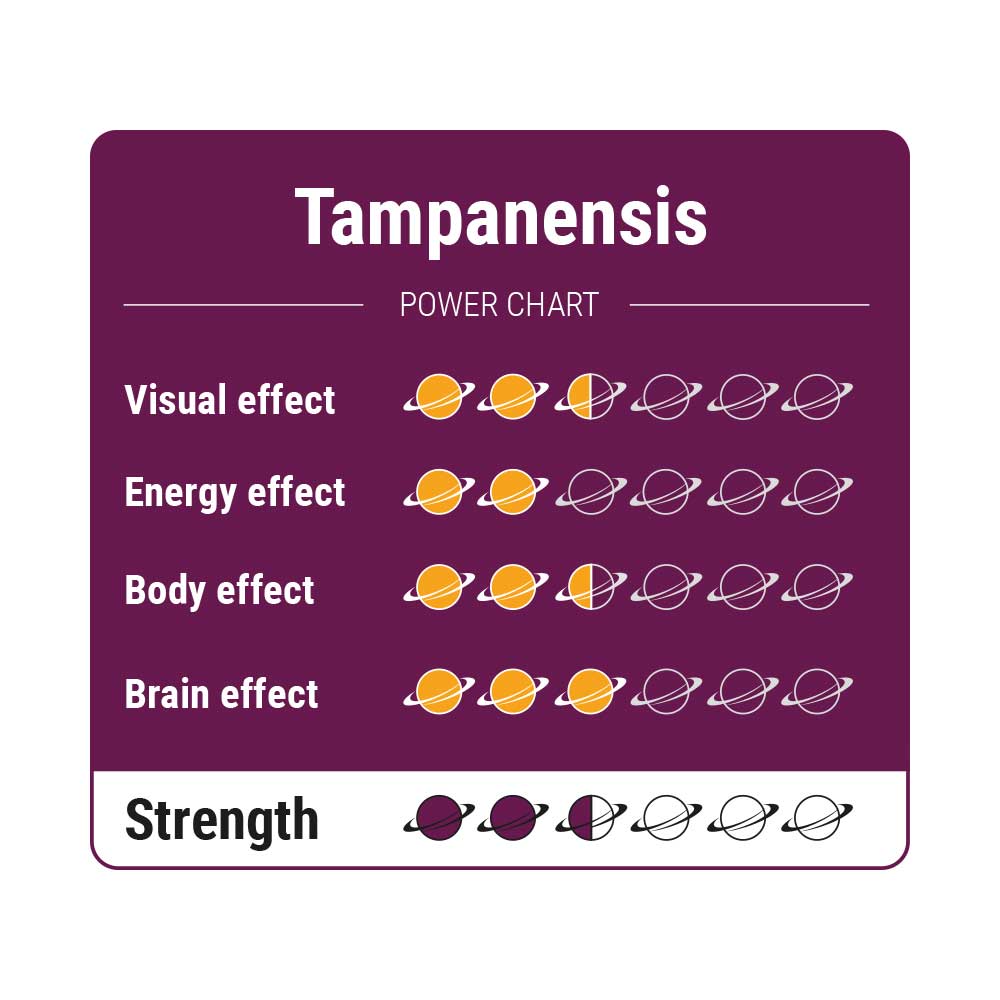 Tampanensis