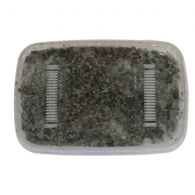 ✅ McSmart Cambodian Paddo Grow Kit (Psilocybe Cambodiescens) 1200cc analyse - Magische Paddo's - Smartific.com