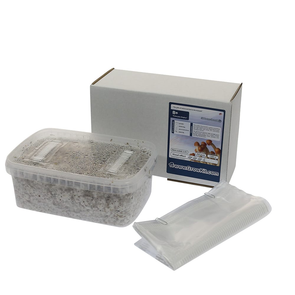✅ McSmart B+ Paddo Grow Kit (Psilocybe Amplus) 1200cc analyse - Magische Paddo's - Smartific.com ✅ McSmart B+ Paddo Grow Kit (Psilocybe Amplus) 1200cc analyse - Magische Paddo's - Smartific.com