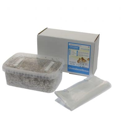 ✅ McSmart Colombian Paddo Grow Kit (Psilocybe Colobienscens) 1200cc analyse - Magische Paddo's - Smartific.com