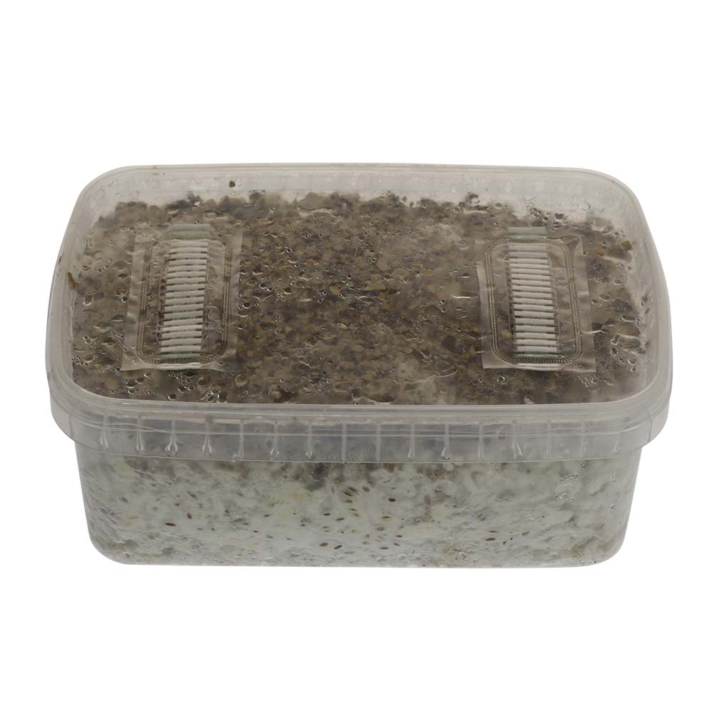 ✅ McSmart Ecuadorian Paddo Grow Kit (Psilocybe Equaescens) 1200cc analyse – Magische Paddo’s – Smartific.com ✅ McSmart Ecuadorian Paddo Grow Kit (Psilocybe Equaescens) 1200cc analyse - Magische Paddo's - Smartific.com
