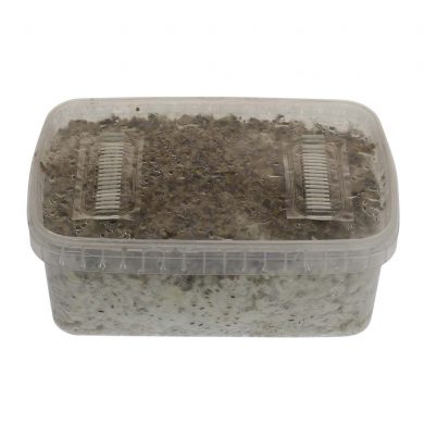 ✅ McSmart Mazatapec Paddo Grow Kit (Psilocybe Mayiescens) 1200cc analyse - Magische Paddo's - Smartific.com