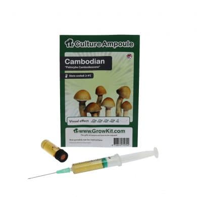 ✅ Culture Ampoule Cambodian Sporenspuit (Psilocybe Cambodiescens) analyse - Magische Paddo's - Smartific.com