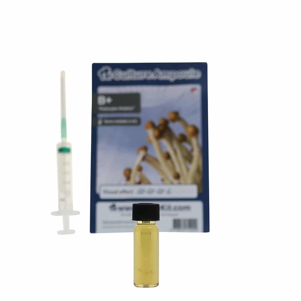 ✅ Culture Ampoule B+ Sporenspuit (Psilocybe Amplus) analyse – Magische Paddo’s – Smartific.com ✅ Culture Ampoule B+ Sporenspuit (Psilocybe Amplus) analyse - Magische Paddo's - Smartific.com