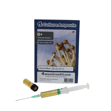 ✅ Culture Ampoule B+ Sporenspuit (Psilocybe Amplus) analyse - Magische Paddo's - Smartific.com