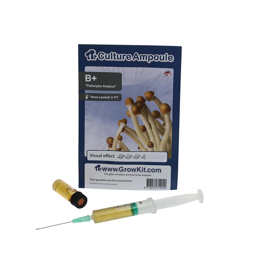 ✅ Culture Ampoule B+ Sporenspuit (Psilocybe Amplus) analyse – Magische Paddo’s – Smartific.com ✅ Culture Ampoule B+ Sporenspuit (Psilocybe Amplus) analyse - Magische Paddo's - Smartific.com