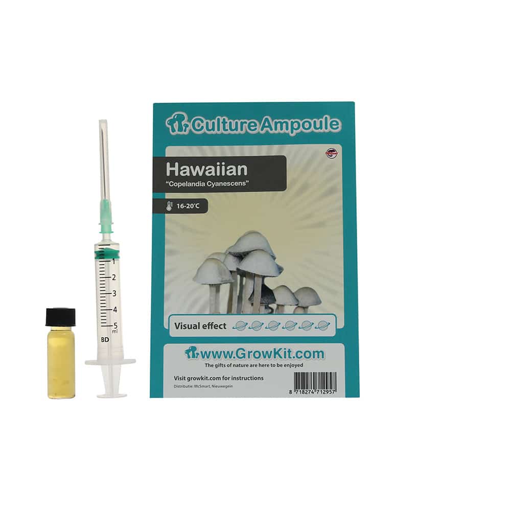✅ Culture Ampoule Hawaiian Sporenspuit (Copelandia Cyanescens) analyse - Magische Paddo's - Smartific.com ✅ Culture Ampoule Hawaiian Sporenspuit (Copelandia Cyanescens) analyse - Magische Paddo's - Smartific.com