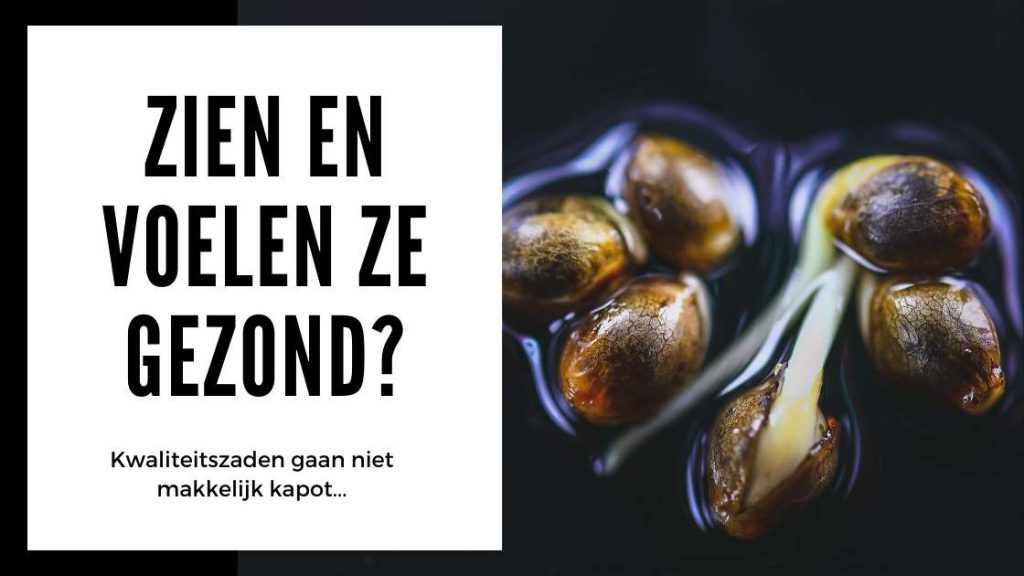 ✅ Hennep Zaden Test - Zien en voelen ze gezond - Smartific