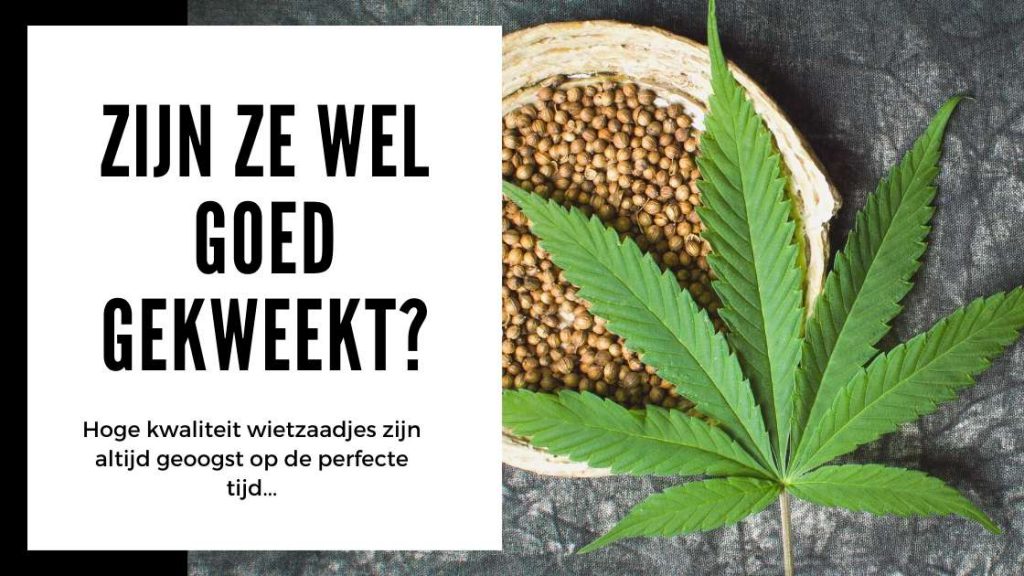 ✅ Hennep Zaden Test - Zijn ze wel goed gekweekt - Smartific