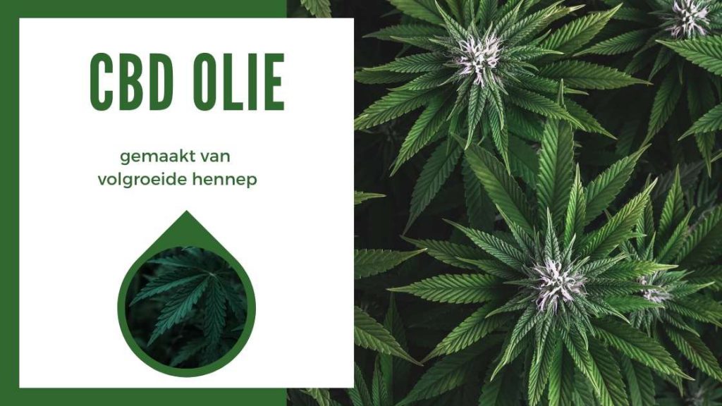 Hennep olie VS CBD Olie - CBD olie - gemaakt van volgroeide hennep - Smartific