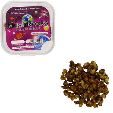 MushRocks Psilocybe Galindoii Magic Truffels Smartific.nl