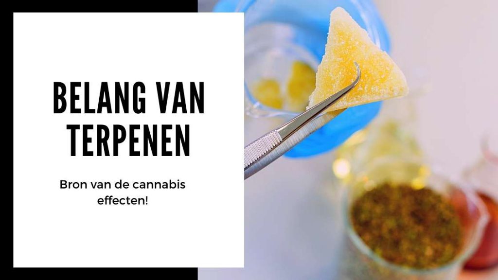 ✅ Ultieme Terpenen Gids - Belang van terpenen - Smartific