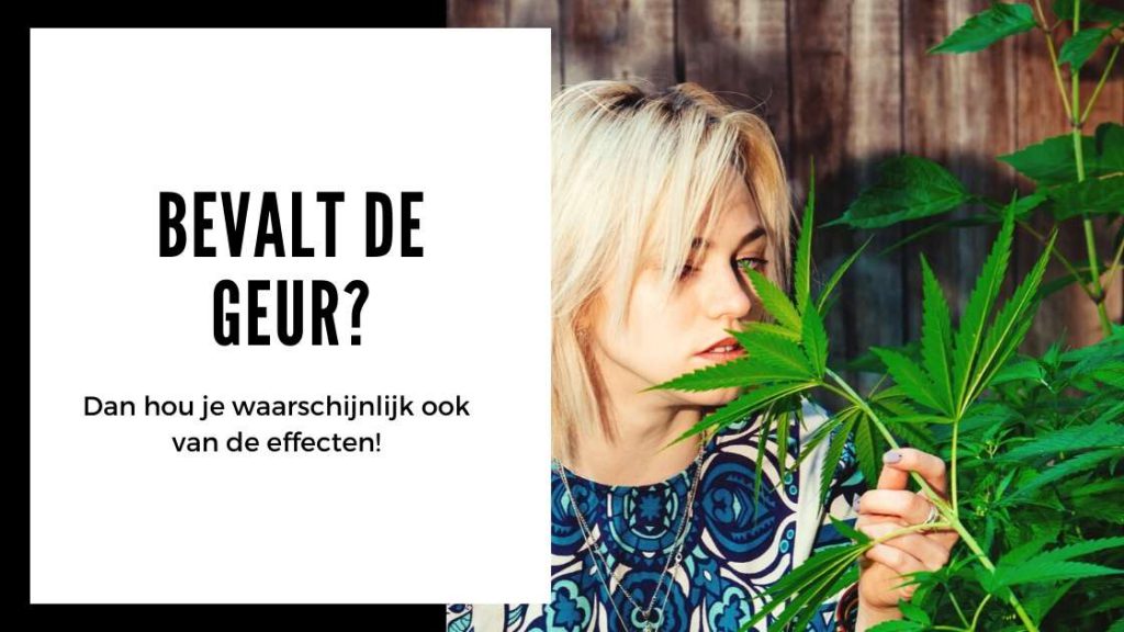 ✅ Ultieme Terpenen Gids - Bevalt de geur - Smartific