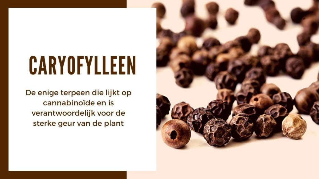 ✅ Ultieme Terpenen Gids - Caryofylleen - Smartific