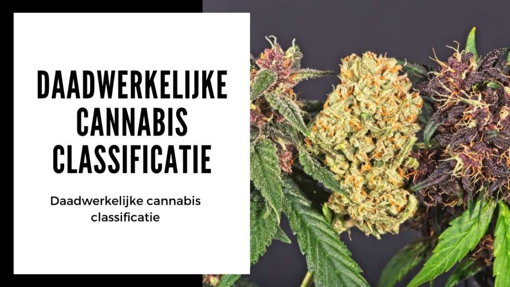 ✅ Ultieme Terpenen Gids - Daadwerkelijke cannabis classificatie - Smartific