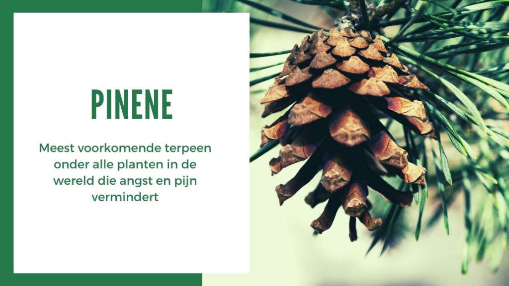 ✅ Ultieme Terpenen Gids - Pinene - Smartific