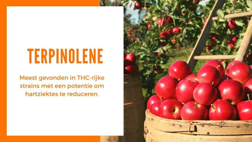 ✅ Ultieme Terpenen Gids - Terpinoleen - Smartific