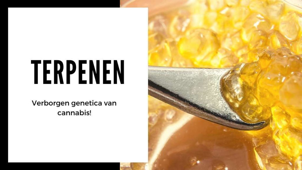 ✅ Ultieme Terpenen Gids - Verborgen genetica van cannabis! - Smartific