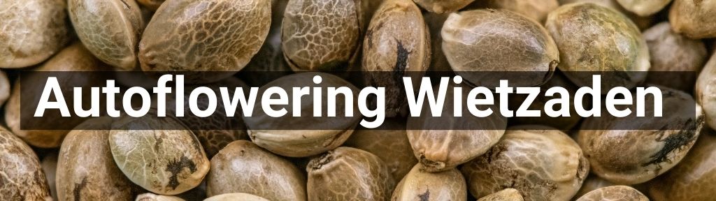 ✅ Alle hoge kwaliteit Autoflowering wietzaden producten van Smartific.nl