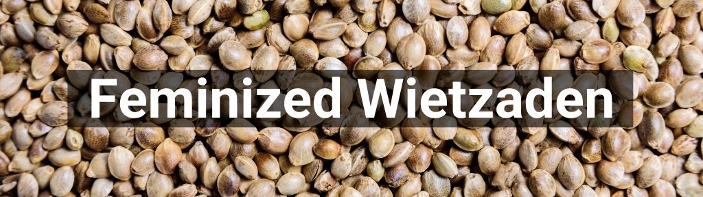 ✅ Alle hoge kwaliteit Feminized wietzaden producten van Smartific.nl