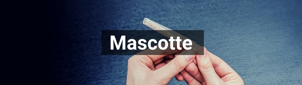 ✅ Alle hoge kwaliteit Mascotte producten van Smartific.nl