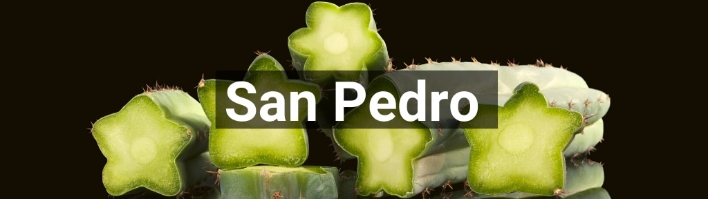 ✅ Alle hoge kwaliteit San Pedro producten van Smartific.nl