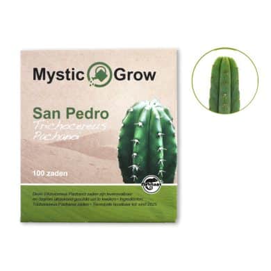 Trichocereus Pachanoi Front view + contents McMystic