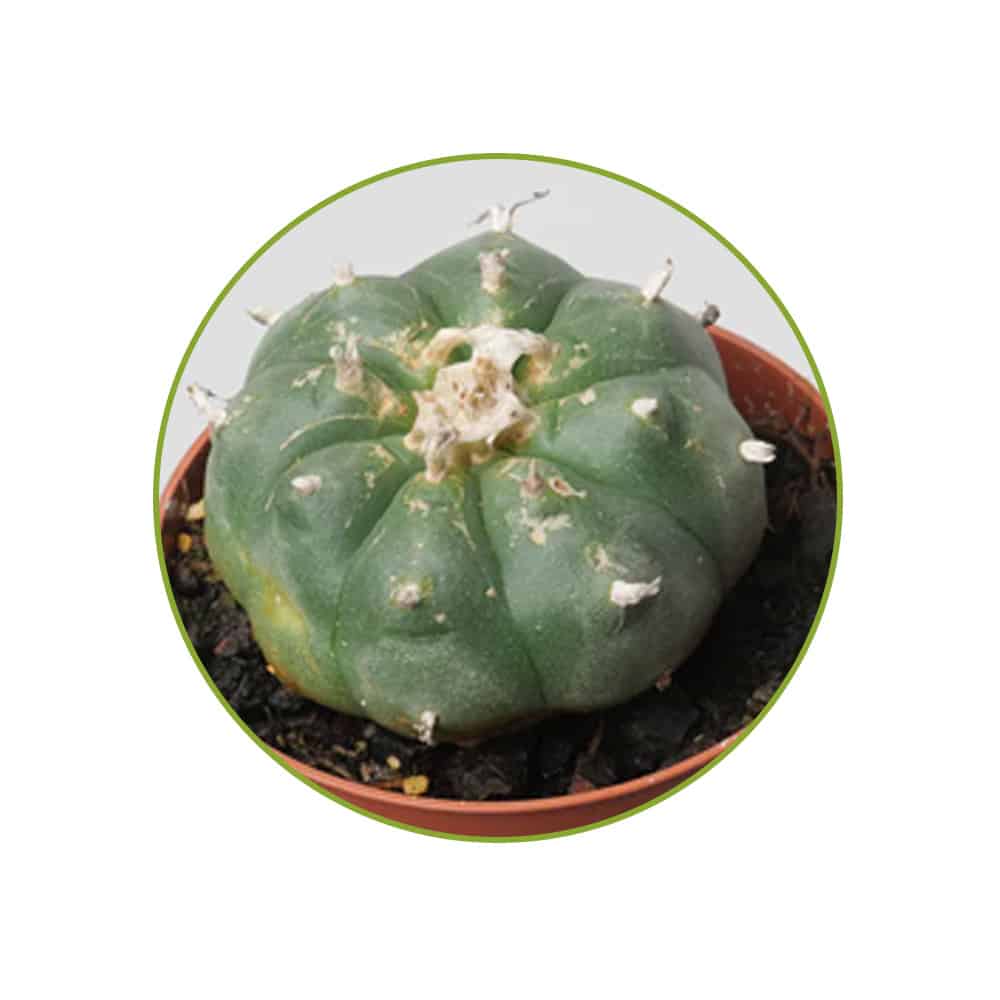 Williamsii contents McMystic Williamsii contents McMystic