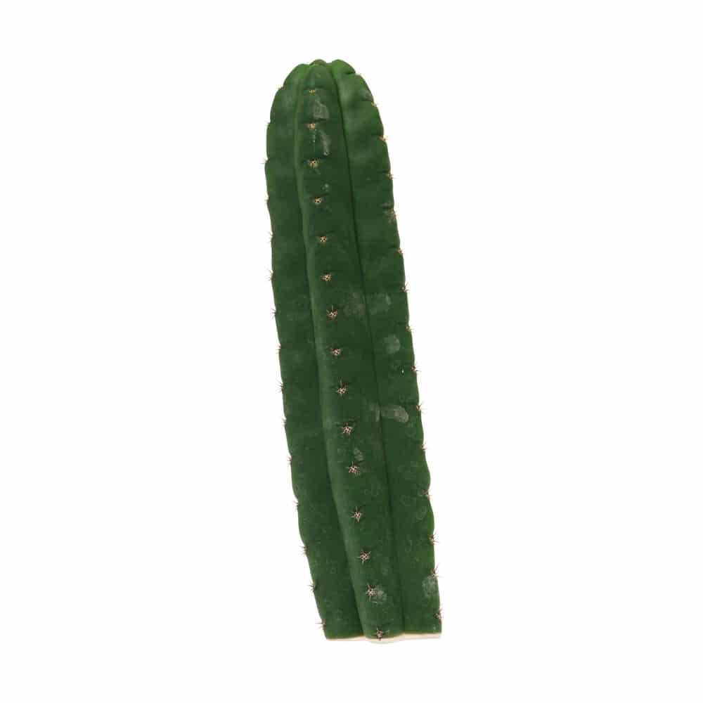 ? San Pedro Pachanoi Cactus (25cm) Smartific 60011 mcs ? San Pedro Pachanoi Cactus (25cm) Smartific 60011 mcs