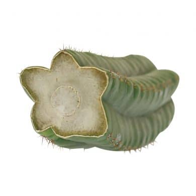 ? San Pedro Pachanoi Cactus (25cm) Smartific 60011 mcs
