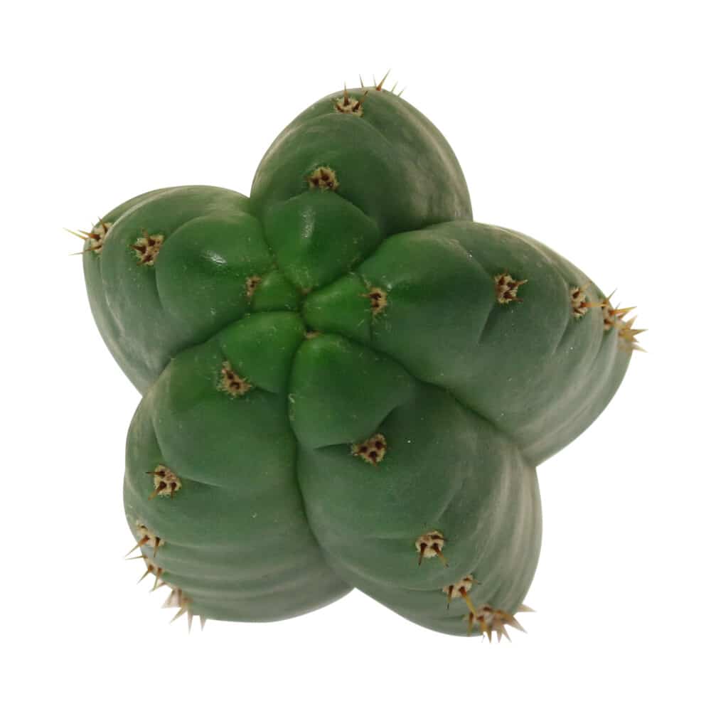 ? San Pedro Pachanoi Cactus (25cm) Smartific 60011 mcs ? San Pedro Pachanoi Cactus (25cm) Smartific 60011 mcs