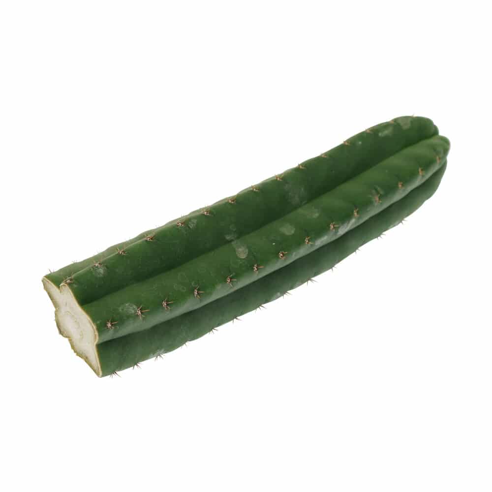 ? San Pedro Pachanoi Cactus (25cm) Smartific 60011 mcs ? San Pedro Pachanoi Cactus (25cm) Smartific 60011 mcs