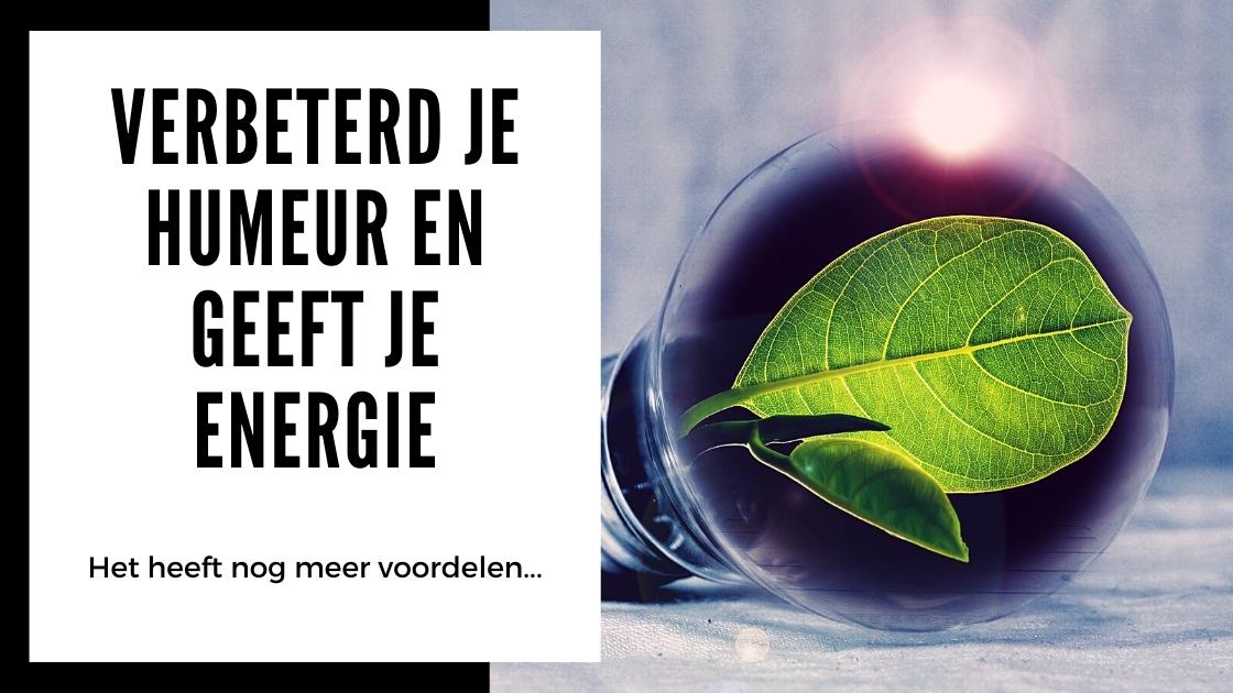 Alles wat je moet weten over Kanna - smartific.nl advies blog (2)