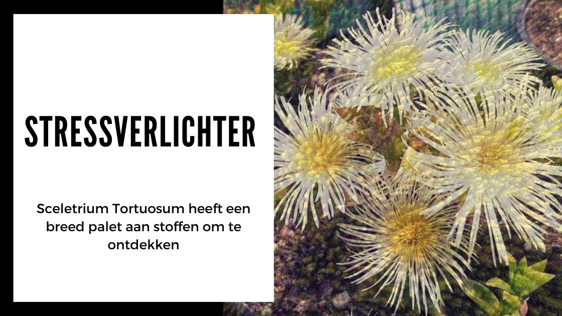 Alles wat je moet weten over Kanna - smartific.nl advies blog