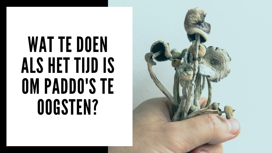 Gekweekte paddo's oogsten