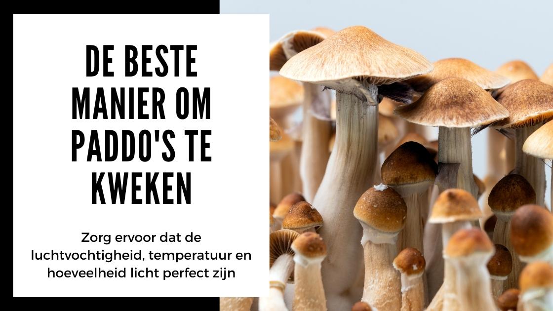 Tips om magische paddenstoelen te kweken