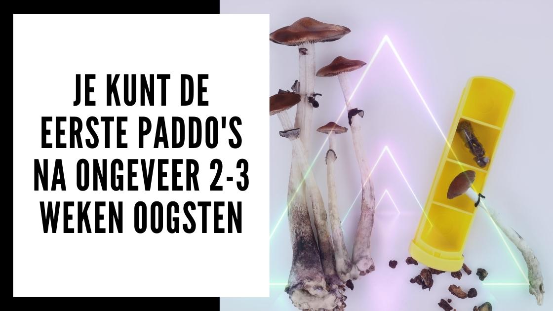 Wanneer paddo grow kit oogsten