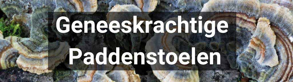 Geneeskrachtige paddenstoelen kopen
