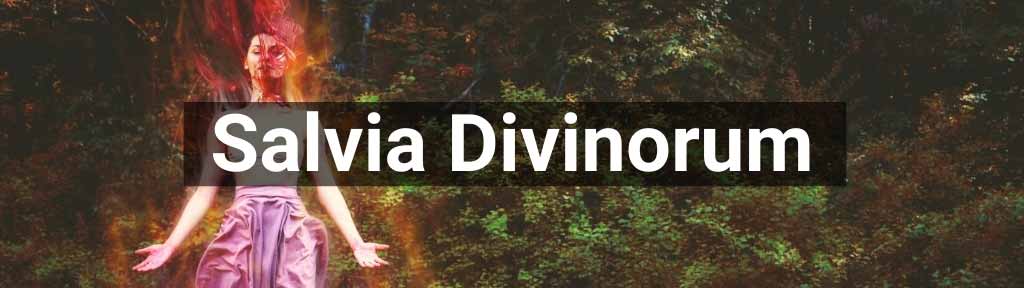 Salvia Divinorum te koop bij Smartific