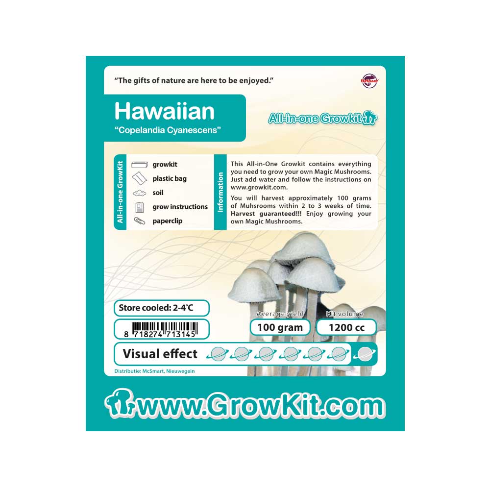 Hawaiien-etiket Hawaiian Copelandia Cyanescens Paddo Kweekset