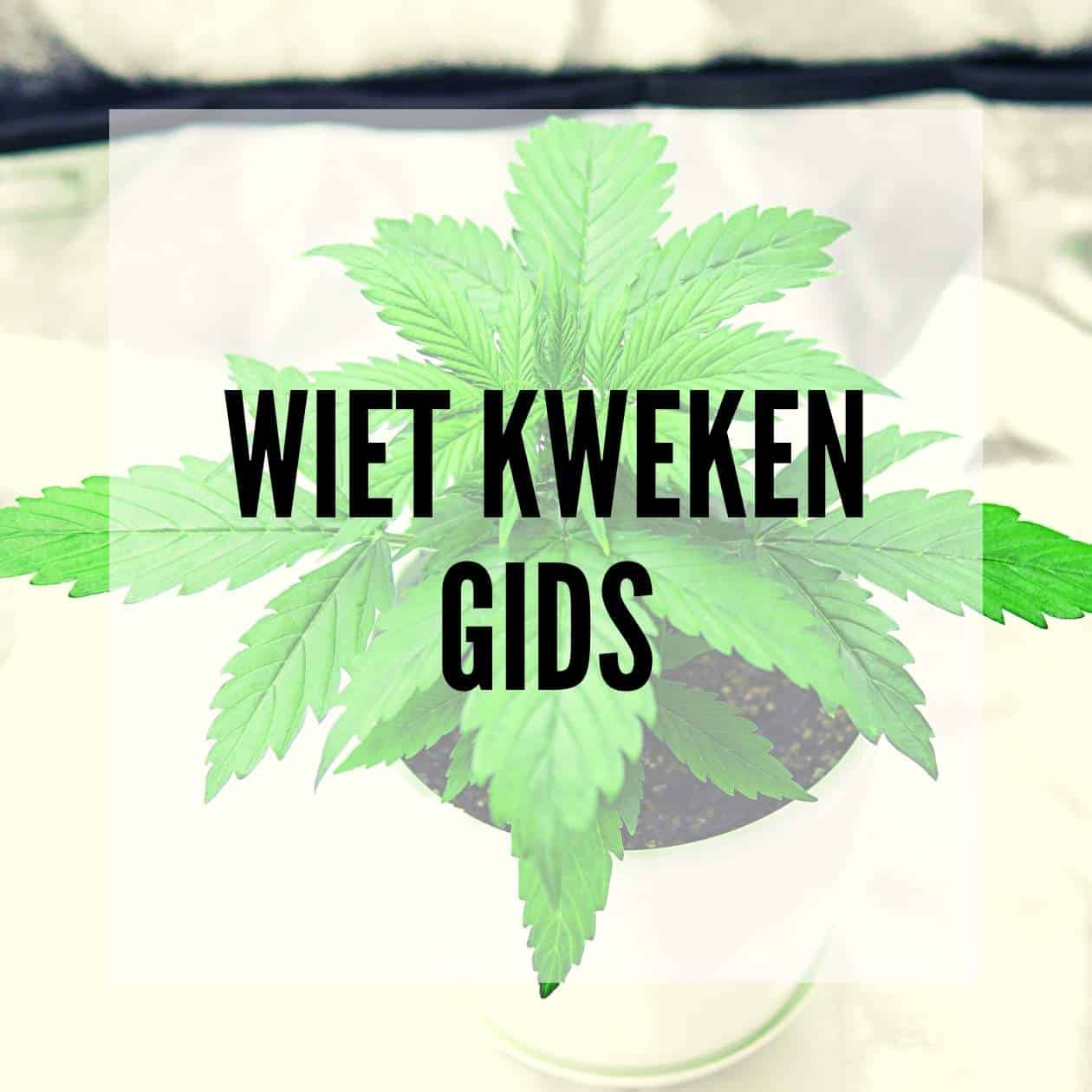 Wiet kweken: alles dat je moet weten over de wietplant
