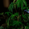 Wietplant Genetica Kwaliteit bij Wietzaadjes