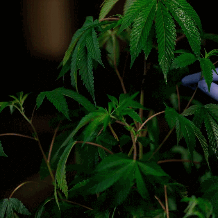Wietplant Genetica Kwaliteit bij Wietzaadjes