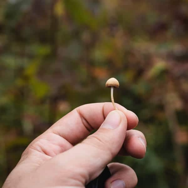 De wetenschap achter microdoseren uitgelegd