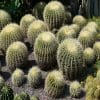 De wonderen van mescaline cactussen