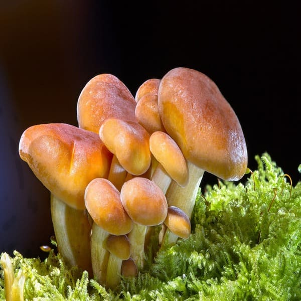 De biologische levenscyclus van Paddo's
