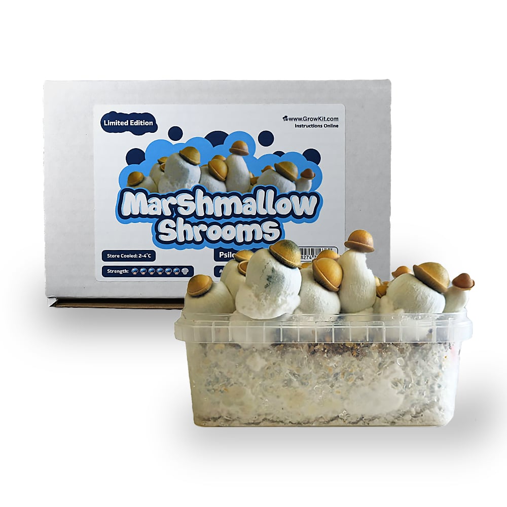 Marshmallow Shrooms Growkit Front Marshmallow Shrooms Growkit Front - Smartific