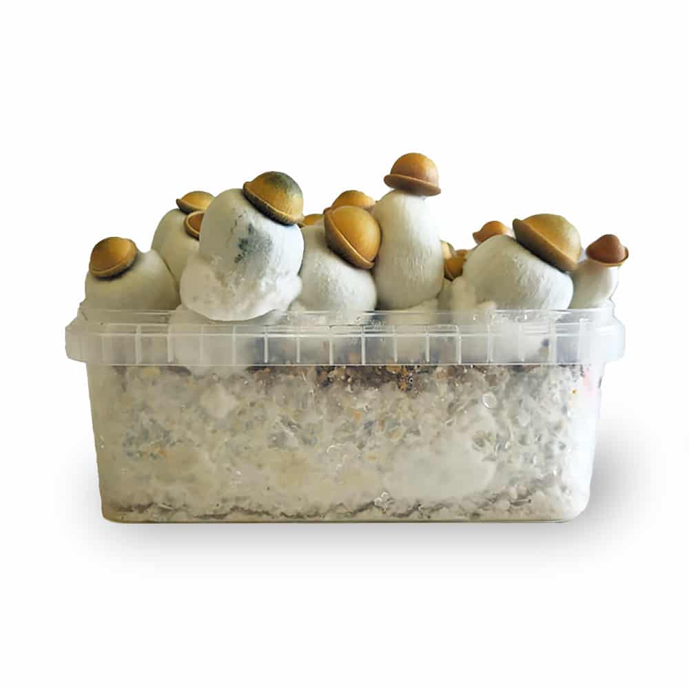 Marshmallow Shrooms Growkit Marshmallow Shrooms Growkit - Smartific