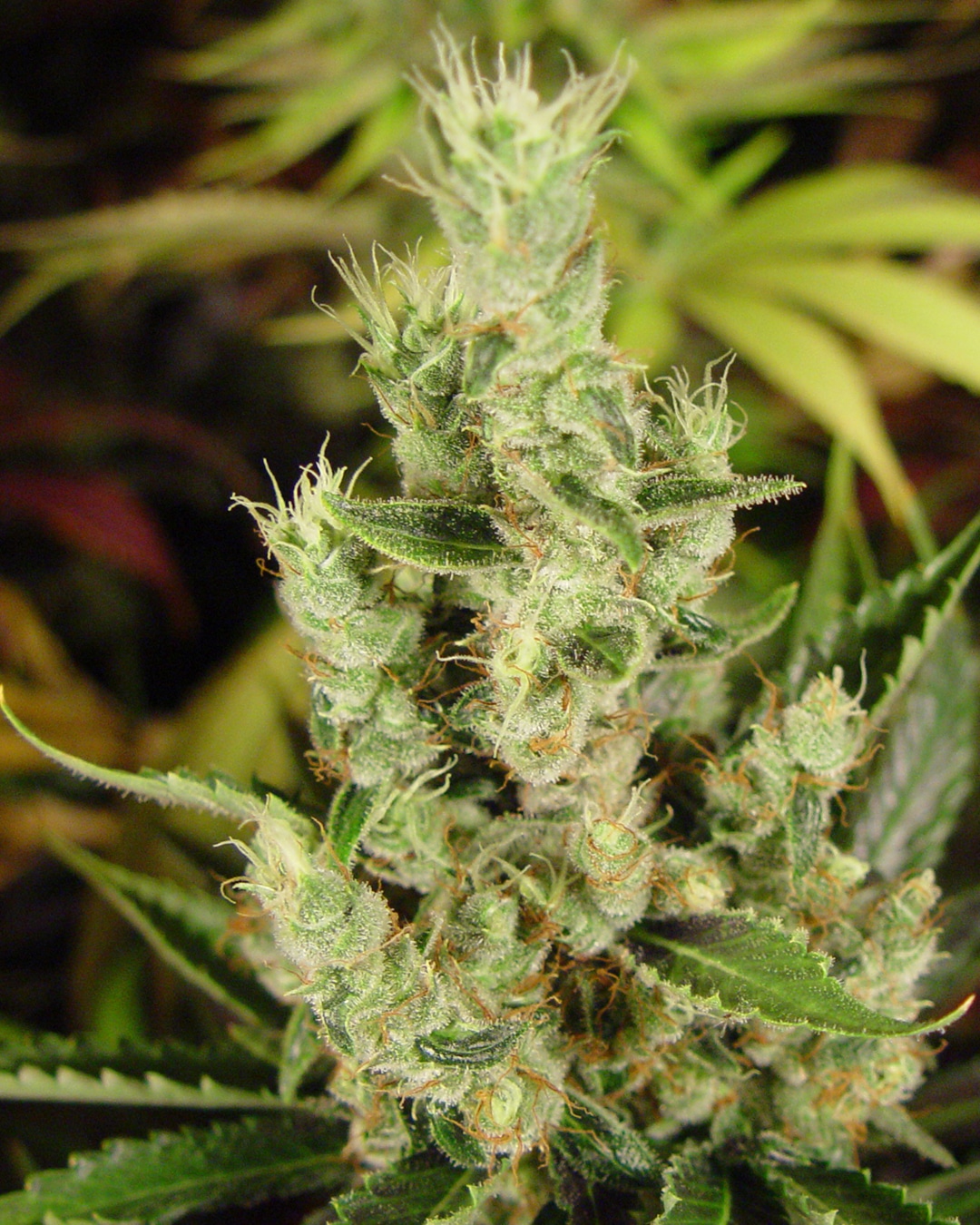 Amnesia Haze Autoflower Soma Seeds wholeplant Amnesia Haze Autoflower Soma Seeds wholeplant