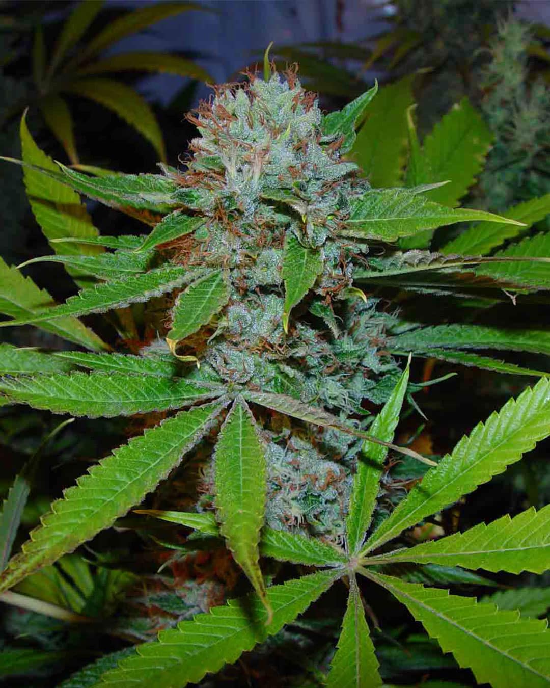 Buddha’s Sister Soma Seeds wholeplant Buddha's Sister Soma Seeds wholeplant